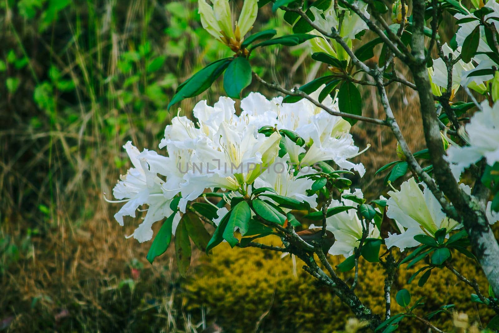 Azalea is the family name of the flowering plant in the genus Rhododendron moulmainense in Doi Inthanon National Park.