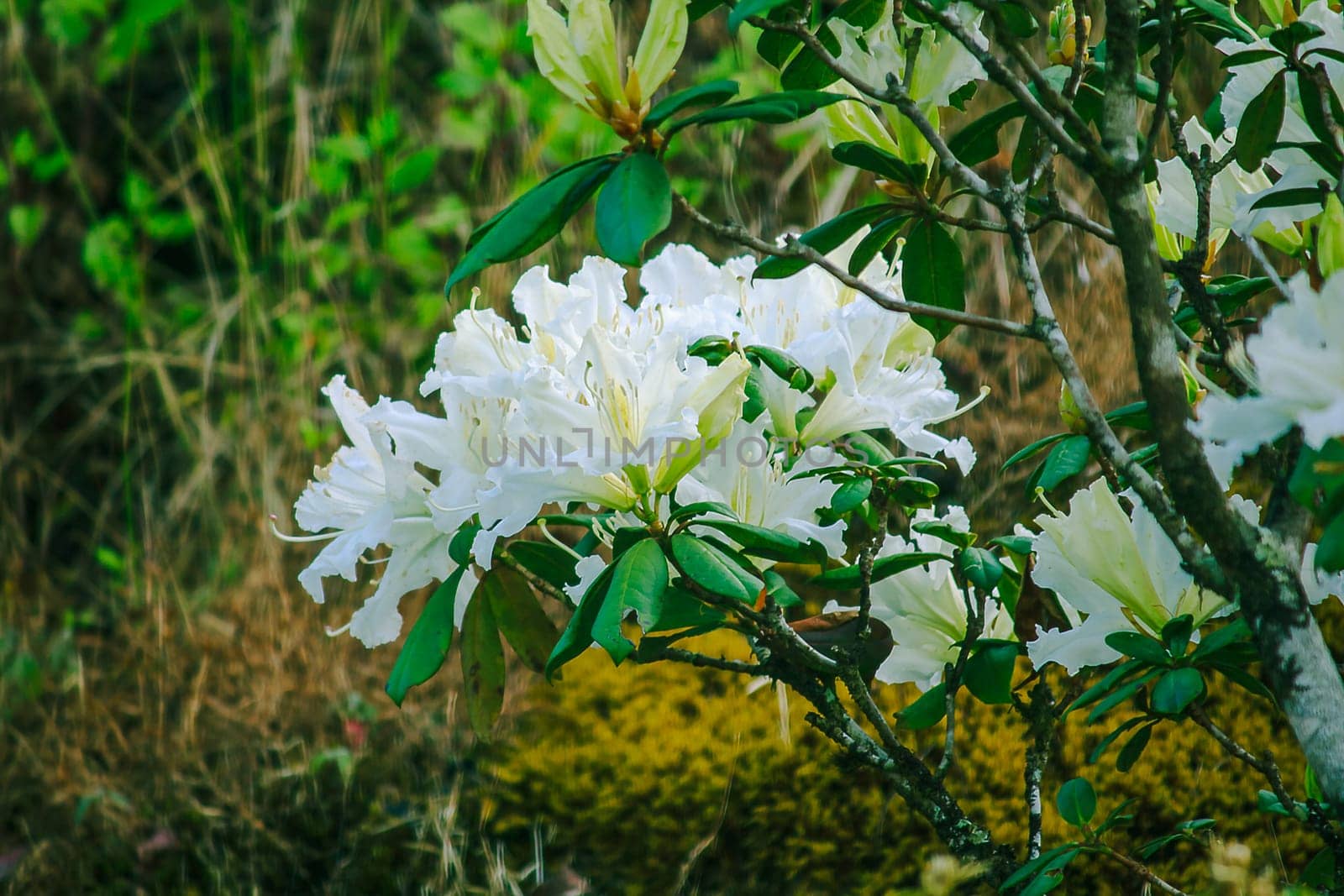Azalea is the family name of the flowering plant in the genus Rhododendron moulmainense in Doi Inthanon National Park.