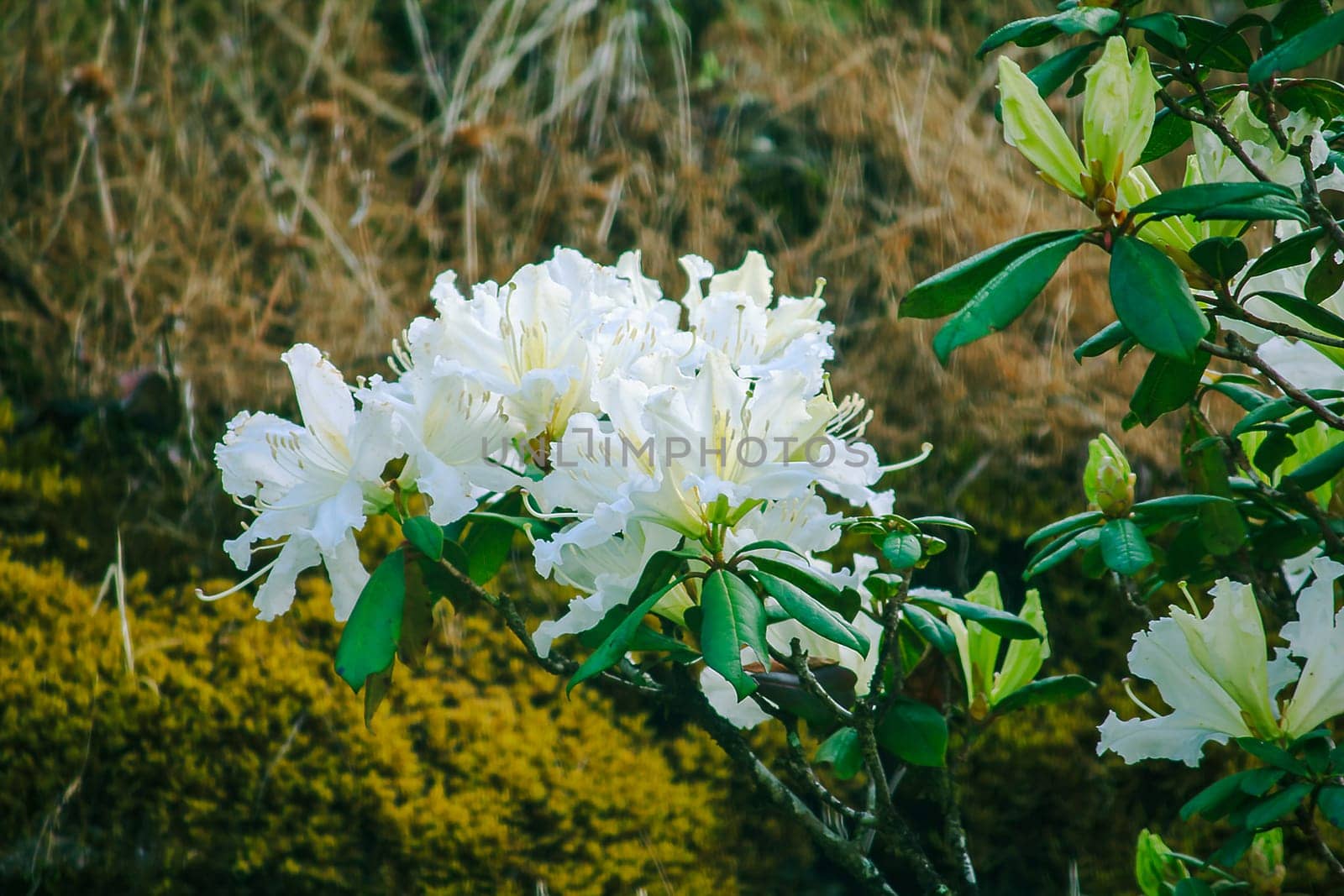 Azalea is the family name of the flowering plant in the genus Rhododendron moulmainense by Puripatt