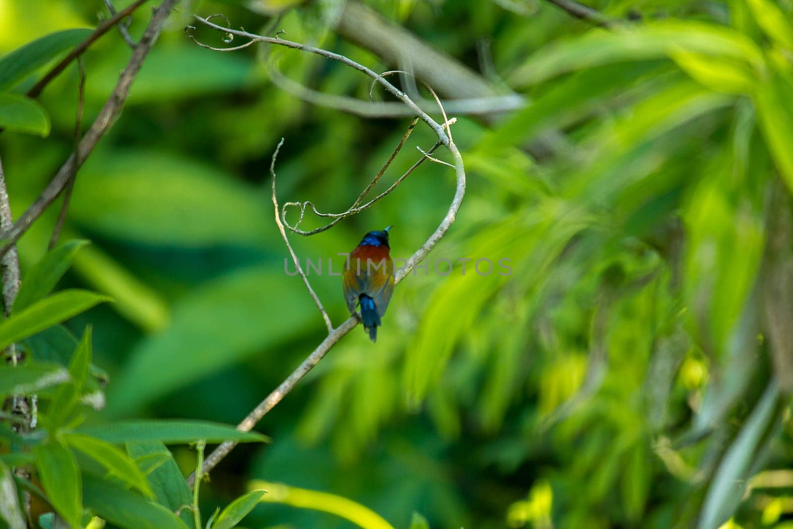 Green-tailed Sunbird on the branches Found at Doi Inthanon, Thailand