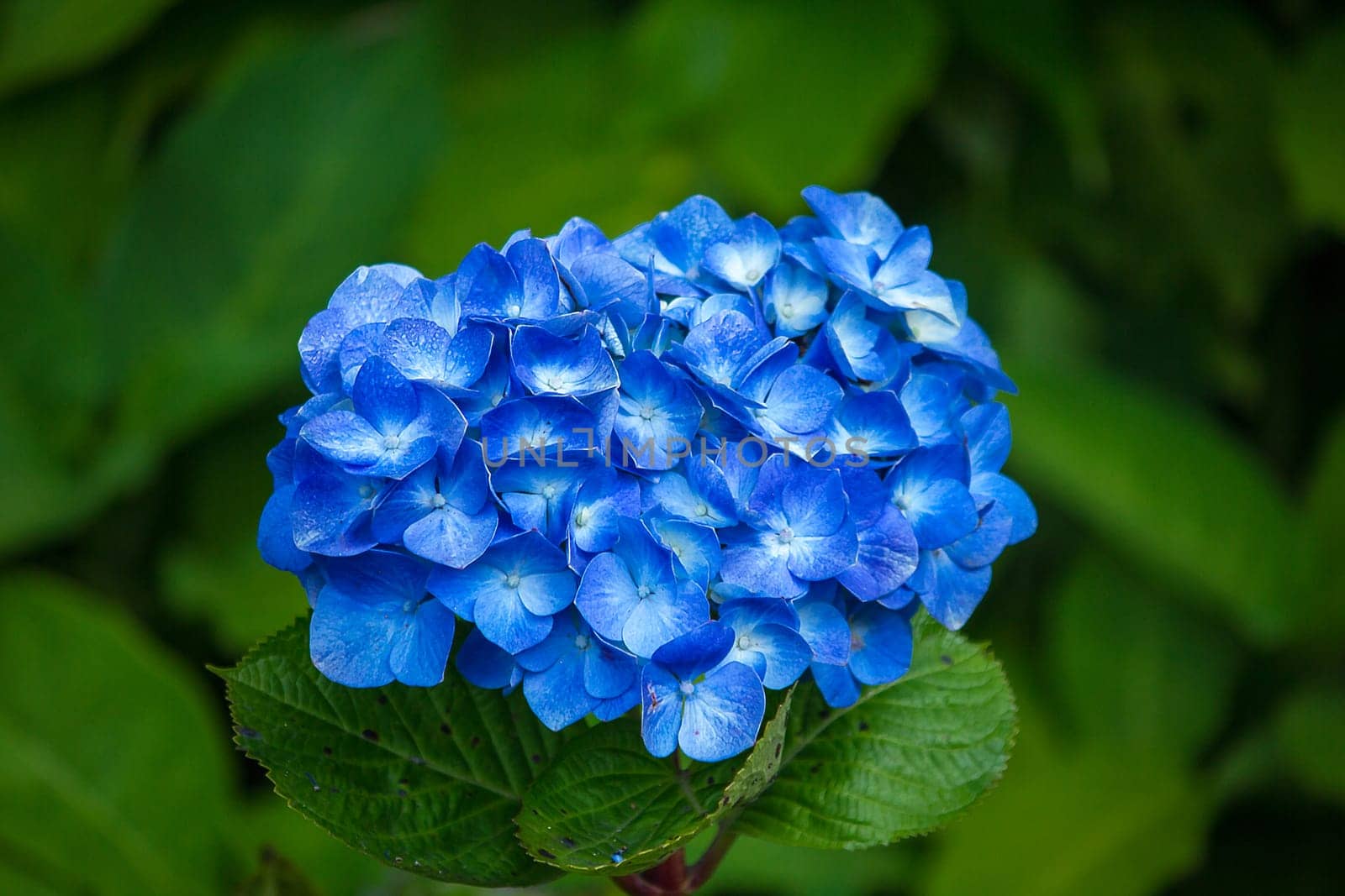 Blue Hydrangea flowers blooming in a garden.