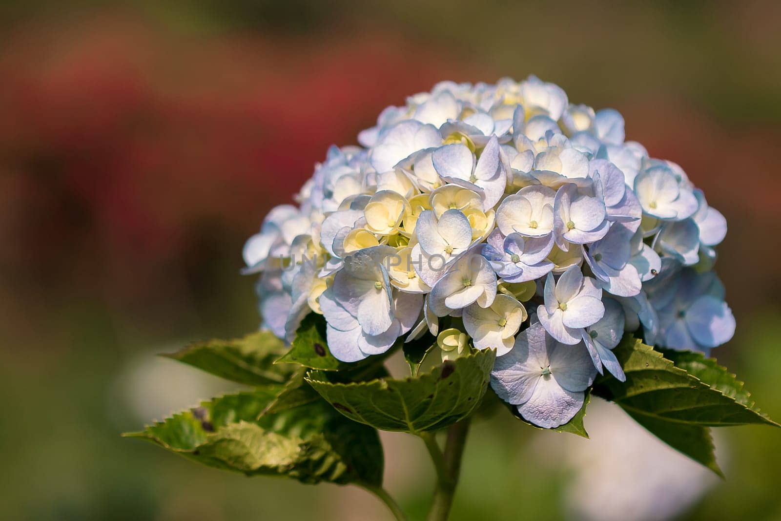 Hydrangea, yellow, mixed with purple, is blooming beautifully in the garden.