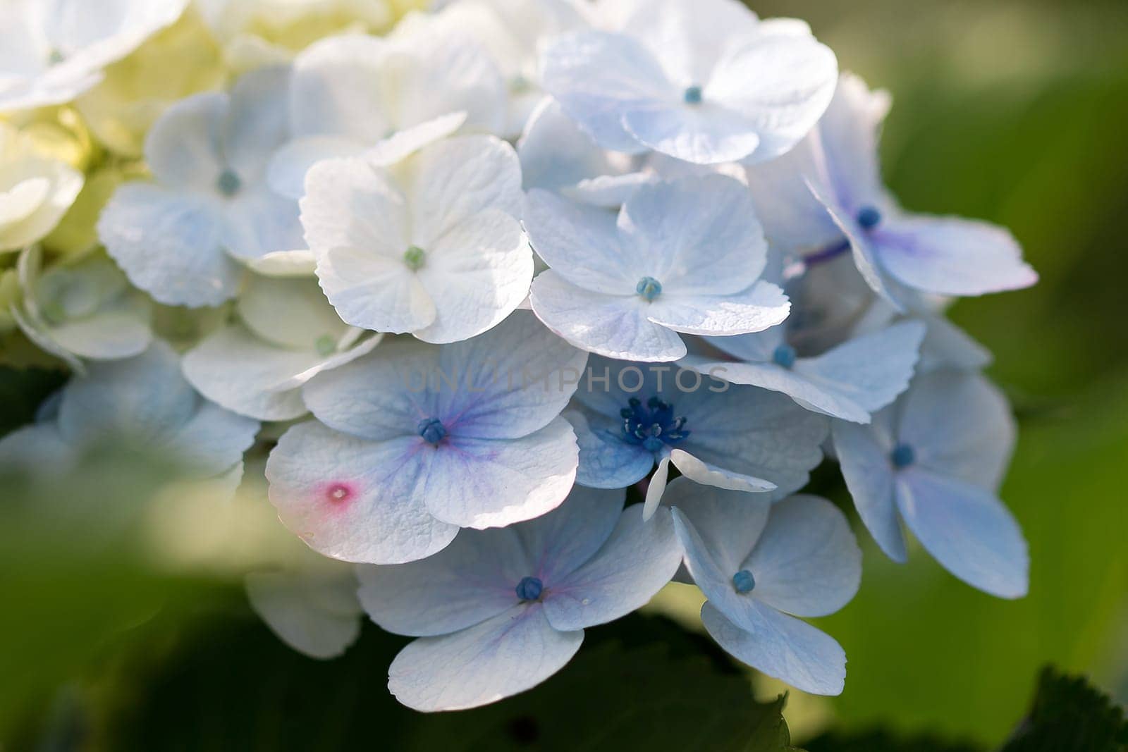 Hydrangea blue in the blooming garden by Puripatt