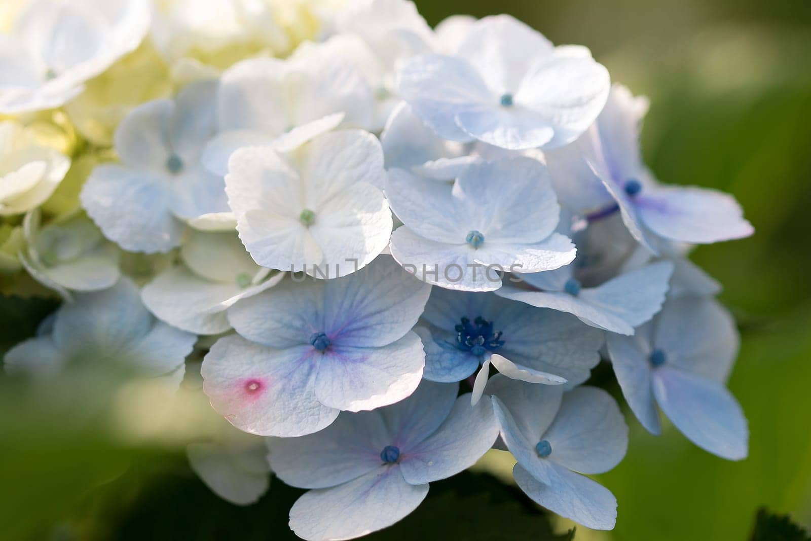 Hydrangea blue in the blooming garden by Puripatt