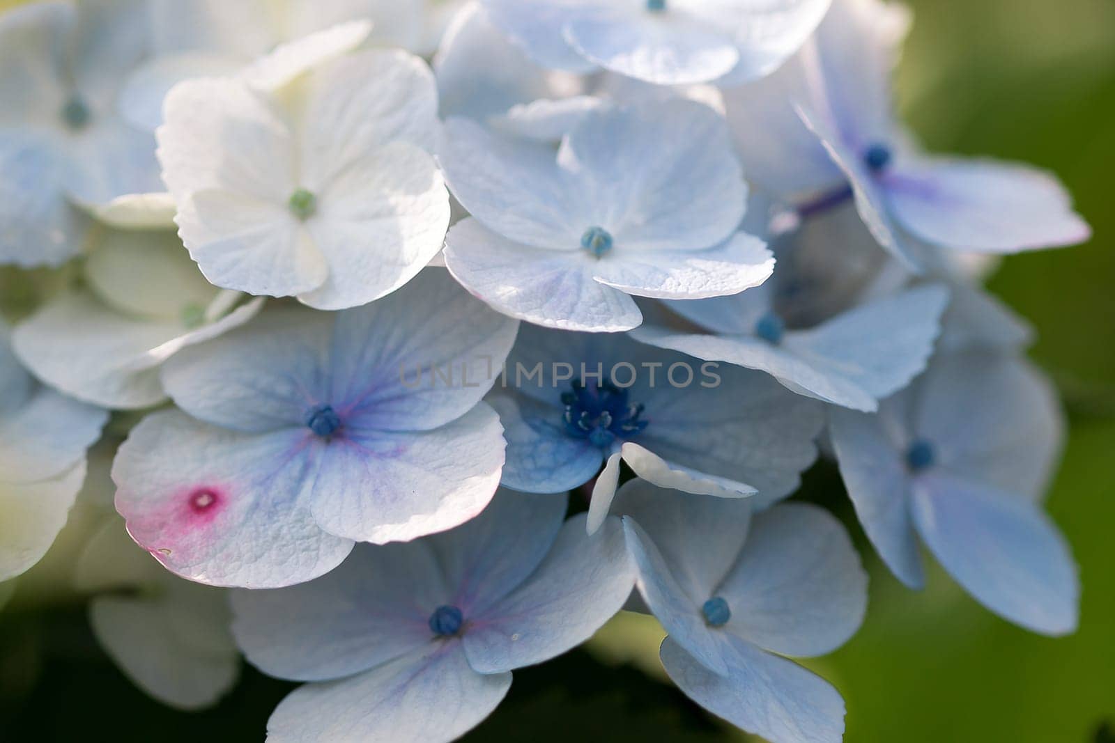 Hydrangea blue in the blooming garden by Puripatt