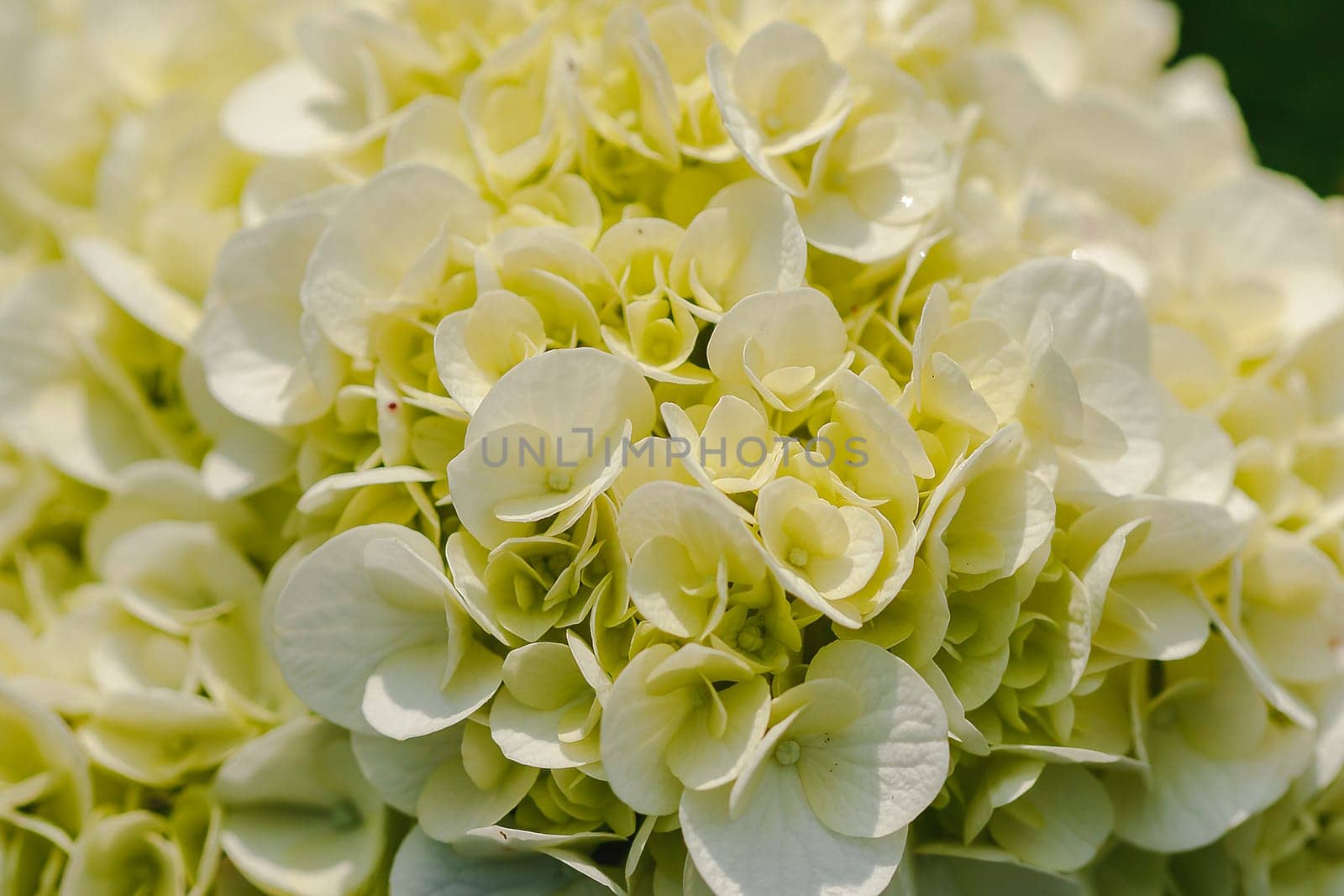 Yellow Hydrangea blooming in nature.Hydrangea is a genus of plants with 70-75 kinds of flowers.