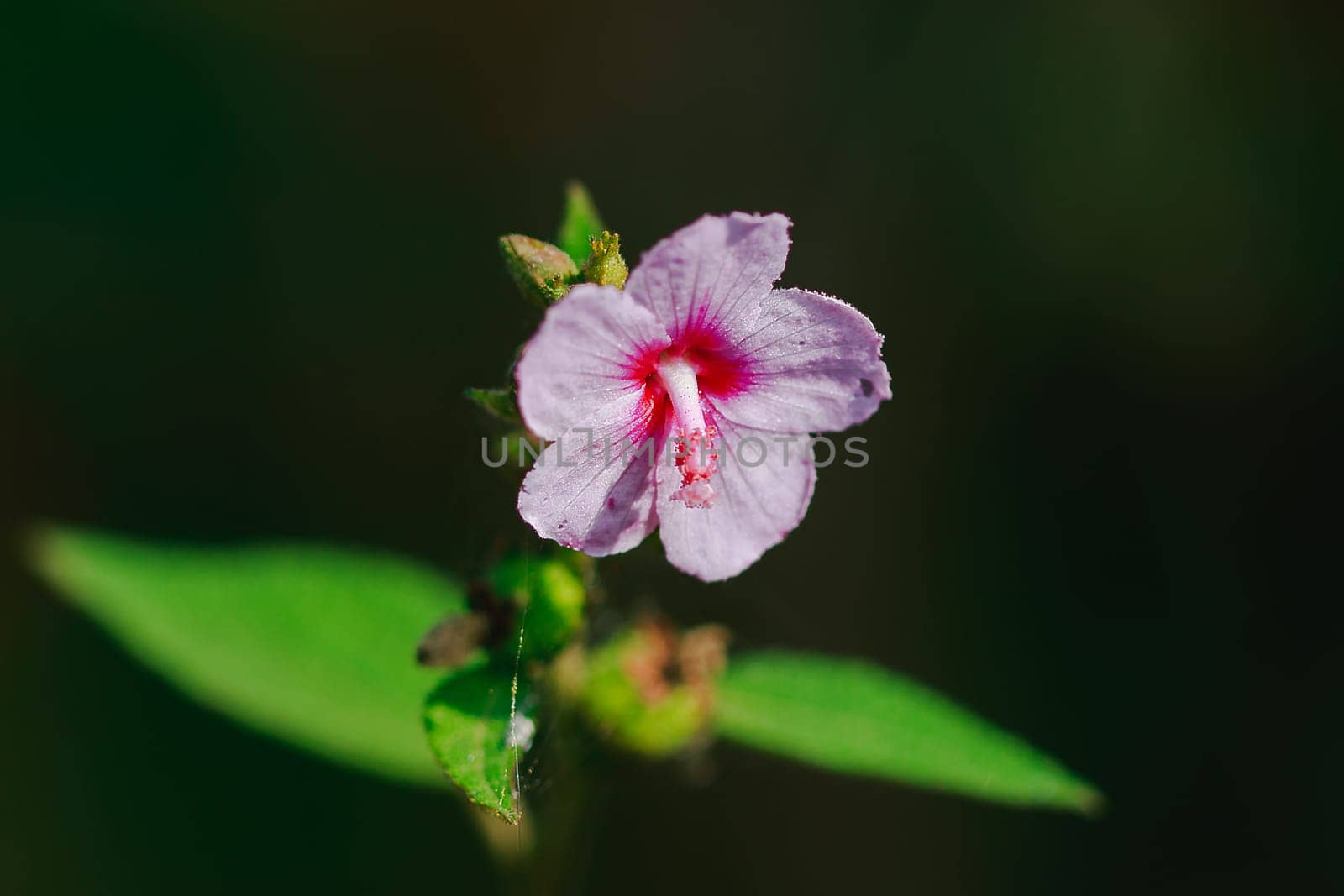 Urena lobata, beautiful pink in nature, is a poisonous plant with hairy thorns irritating