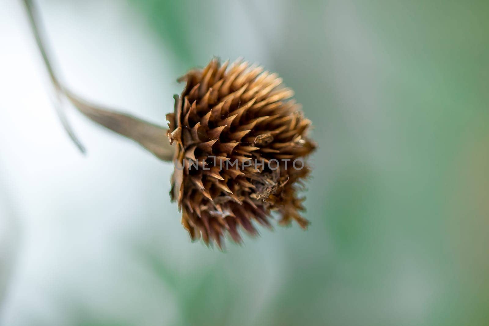 Pollen of Zinnia, dried in nature by Puripatt