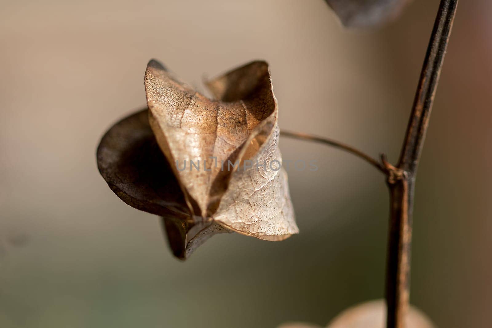 Physalis angulata is dry, by Puripatt