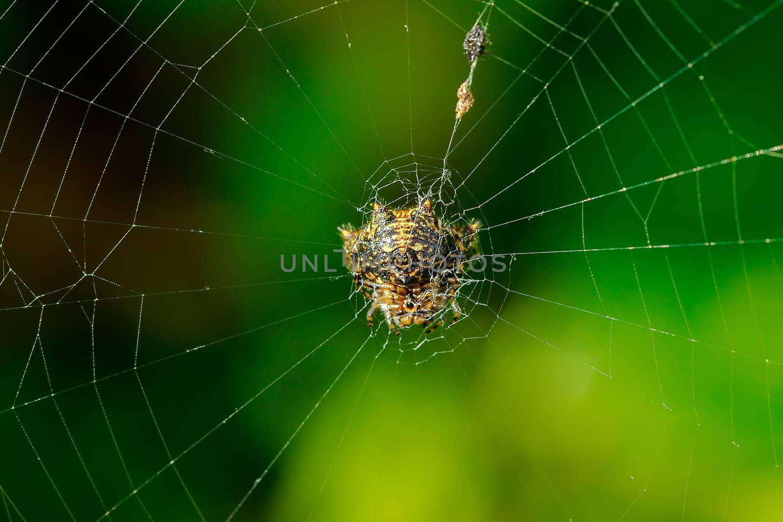 The spider is on the web. by Puripatt