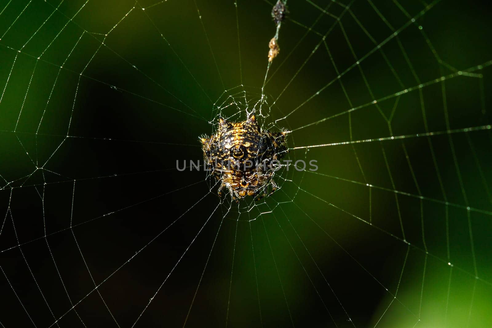 The spider is on the web. by Puripatt