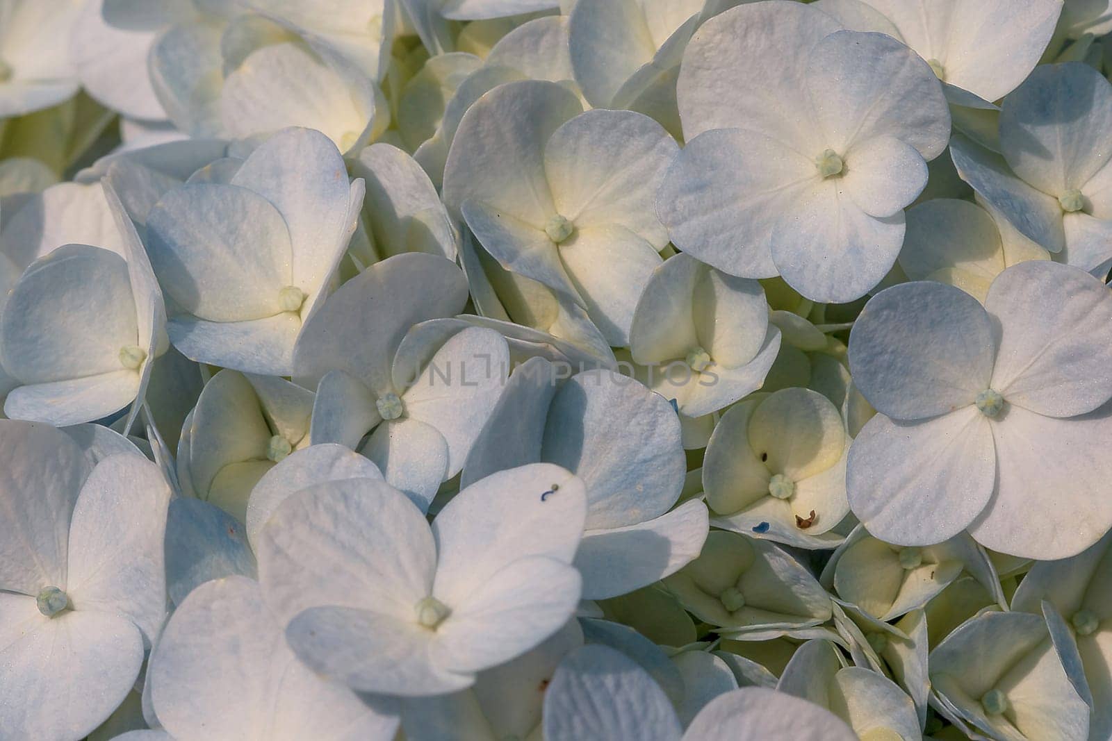 White Hydrangea blooming in nature. by Puripatt