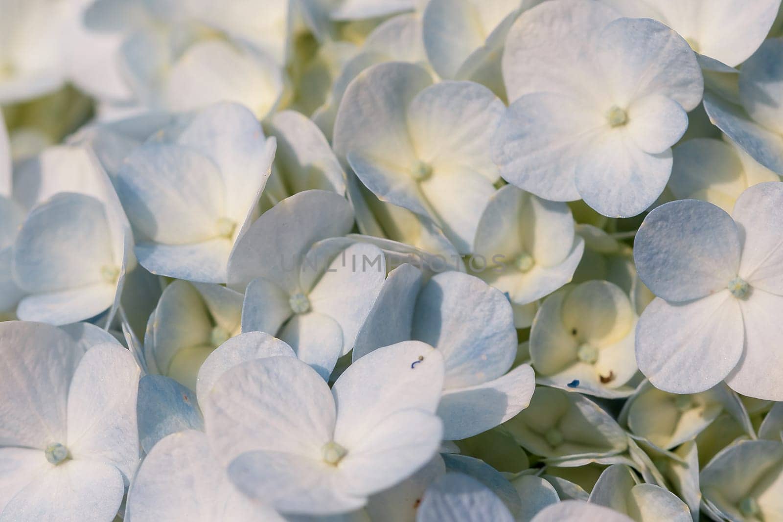 White Hydrangea blooming in nature.