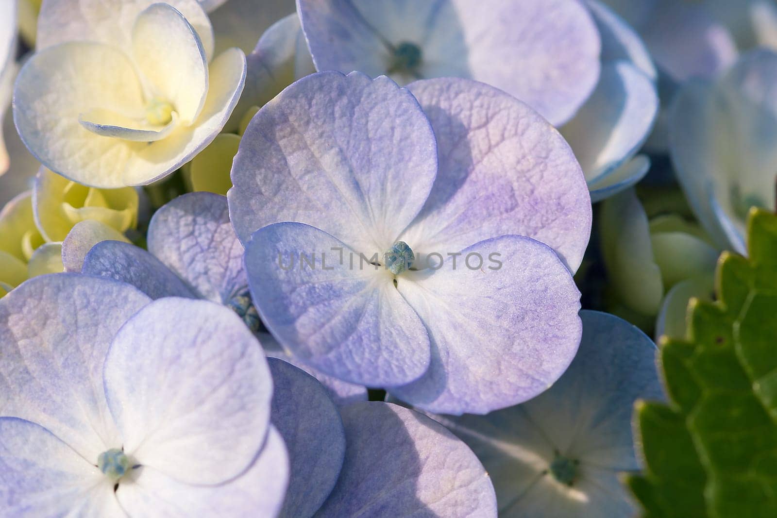 White Hydrangea blooming in nature.