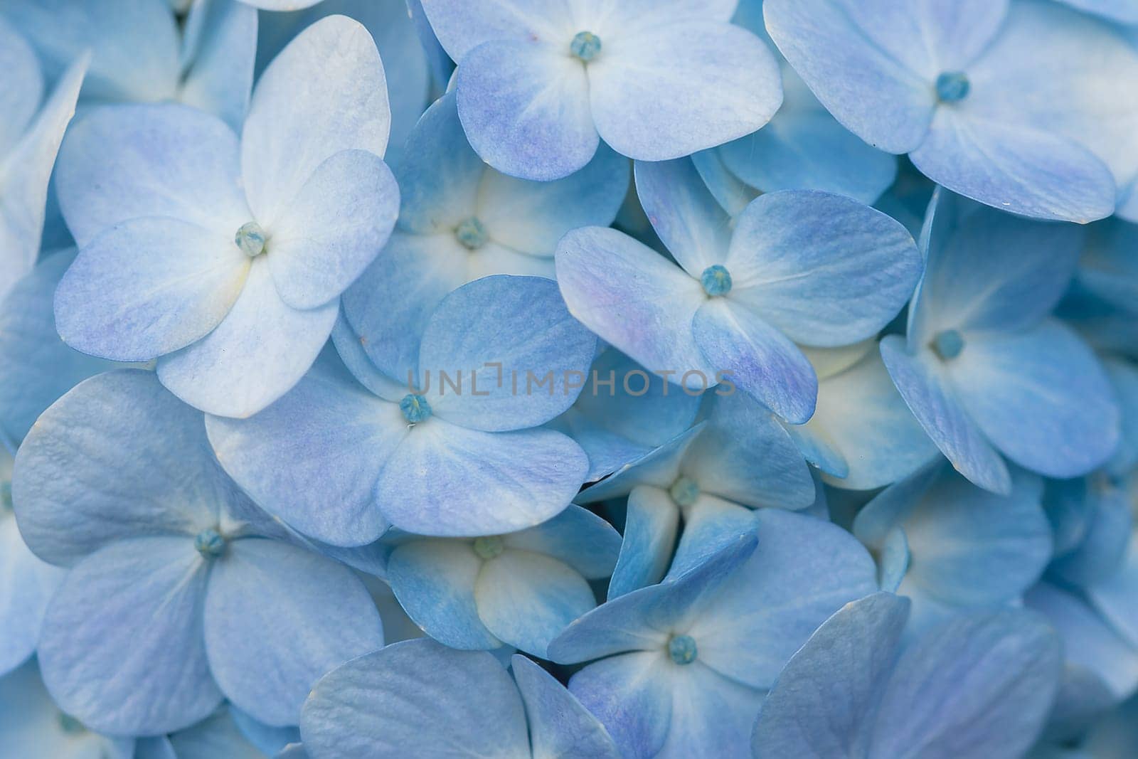 Hydrangea blue in the blooming garden. by Puripatt
