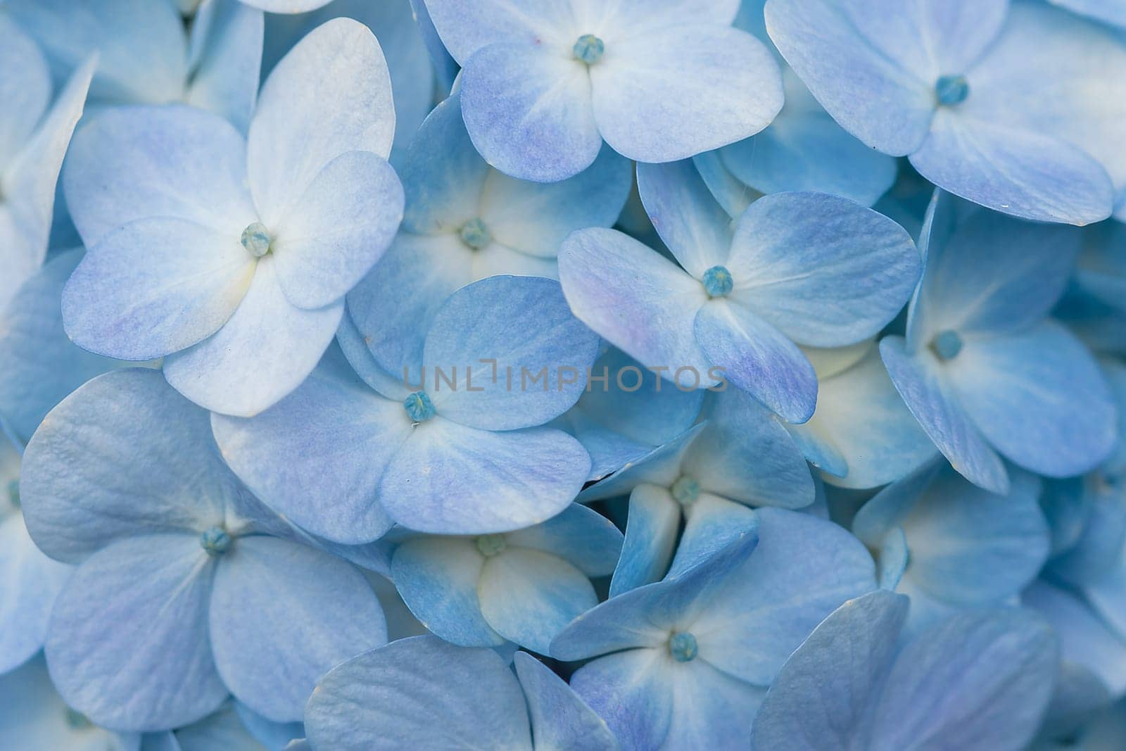 Hydrangea blue in the blooming garden. by Puripatt