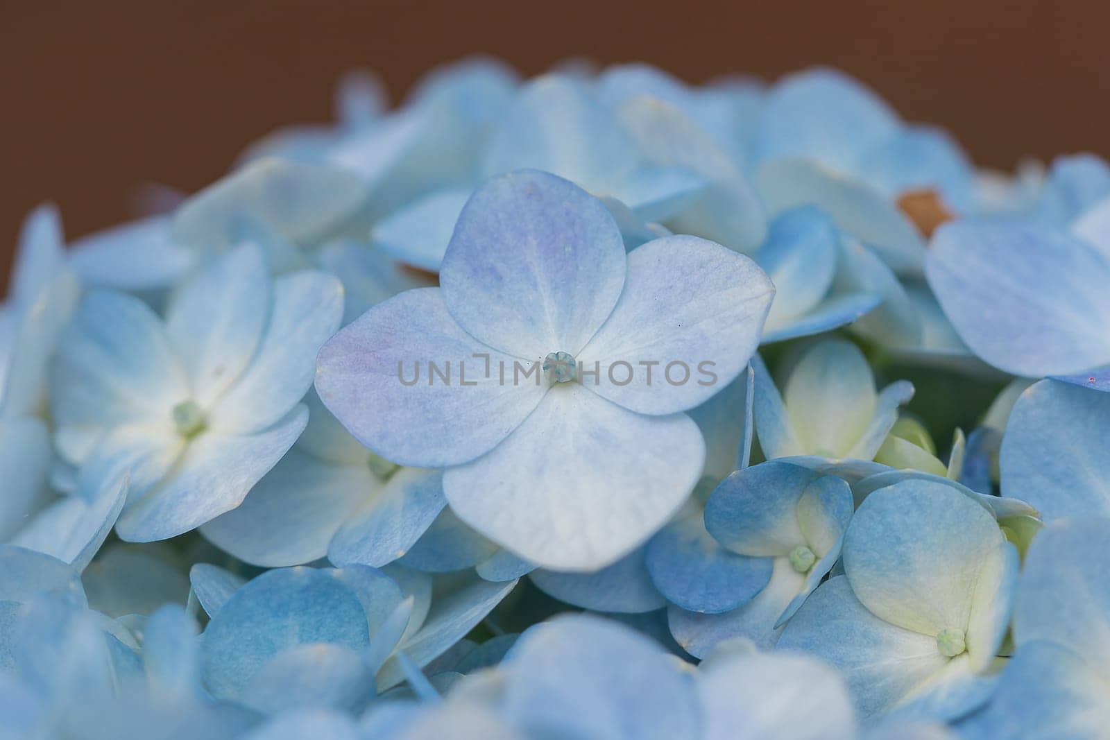 Hydrangea blue in the blooming garden.Which is a native plant in South Asia