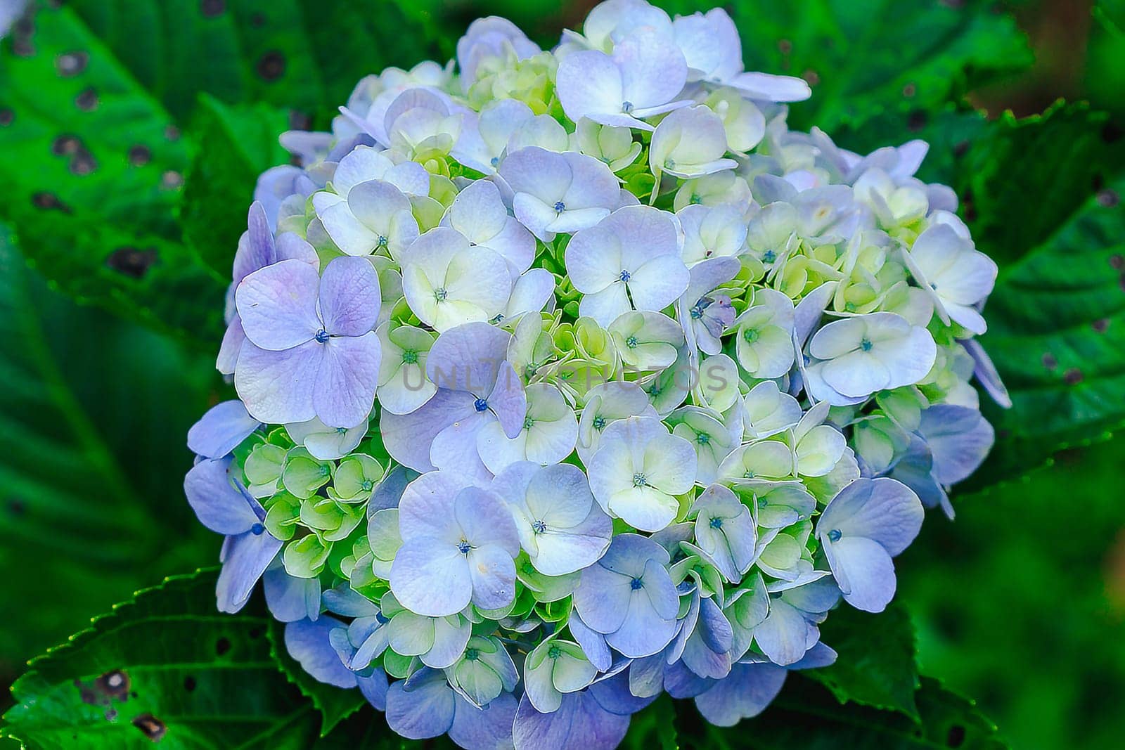 Hydrangea blue in the blooming garden.Which is a native plant in South Asia