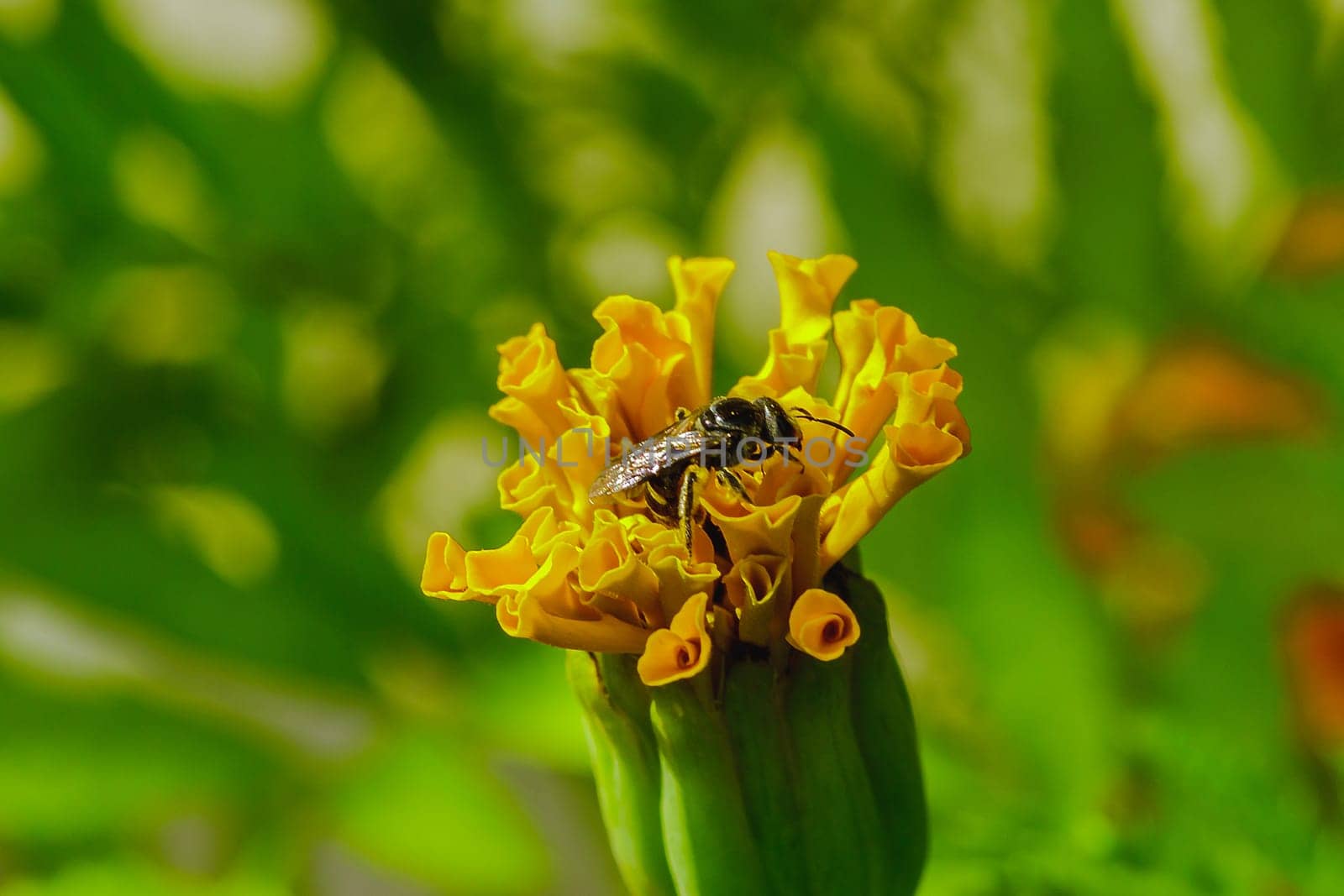 Bee on Tagetes erecta, yellow in nature by Puripatt