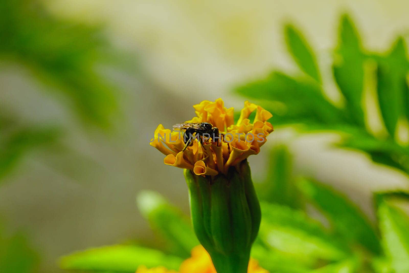 Bee on Tagetes erecta, yellow in nature