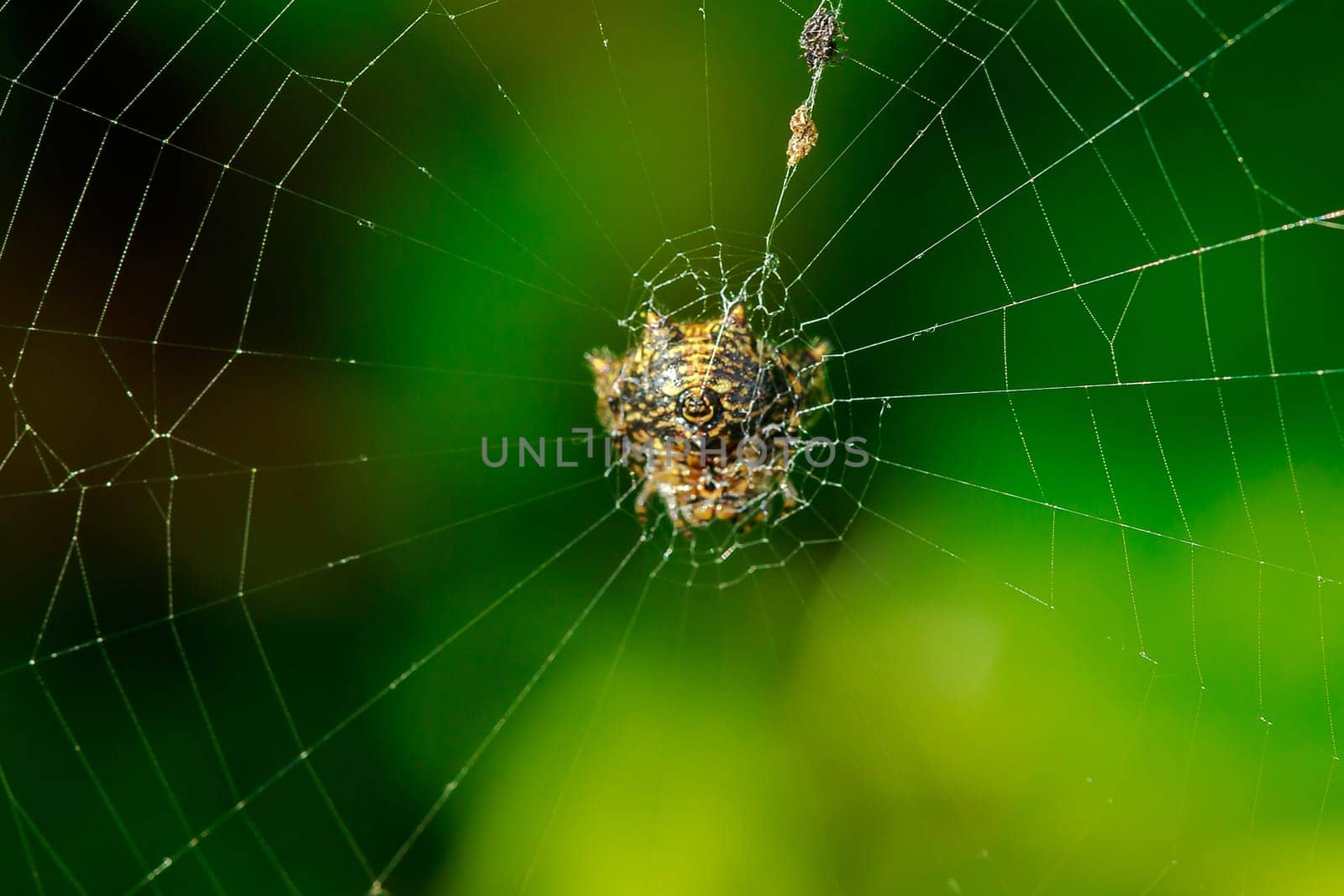 The spider is on the web. by Puripatt