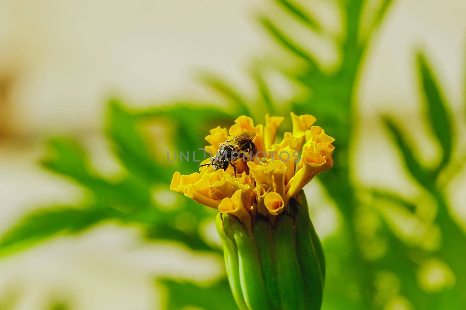 Bee on Tagetes erecta, yellow in nature