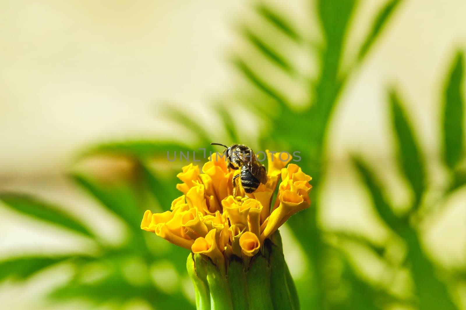 Bee on Tagetes erecta, yellow in nature