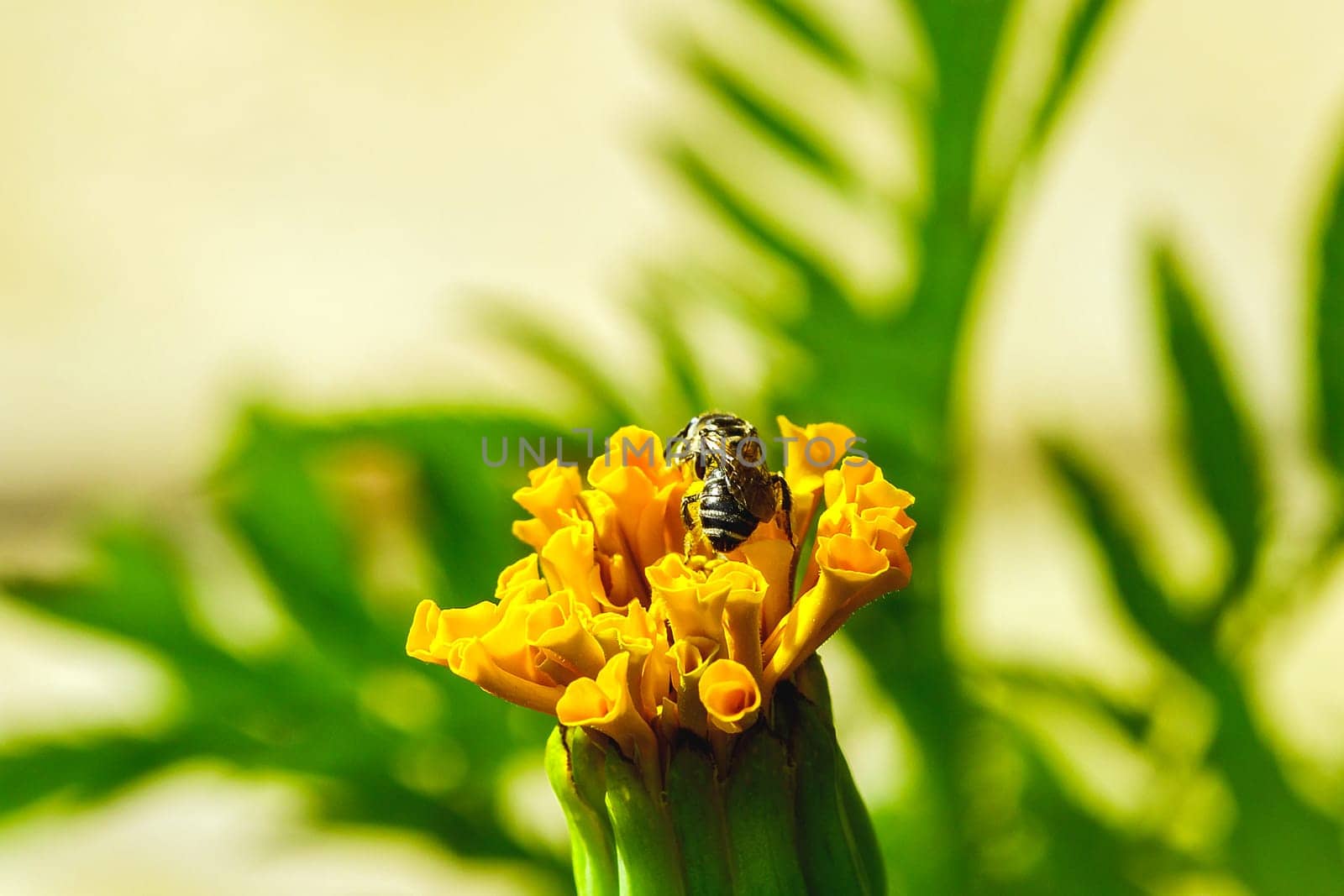 Bee on Tagetes erecta, yellow in nature