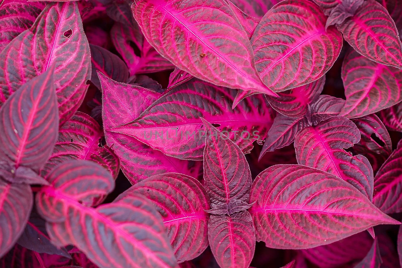 Iresine herbstii. The leaves are dark red, purple. by Puripatt