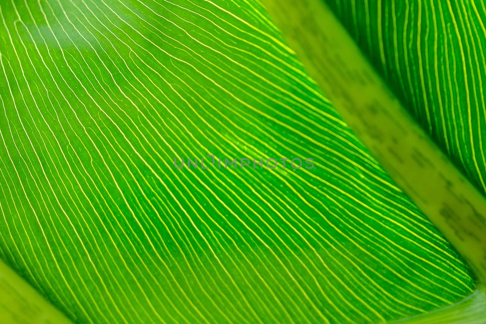 The back of green leaves with beautiful patterns by Puripatt
