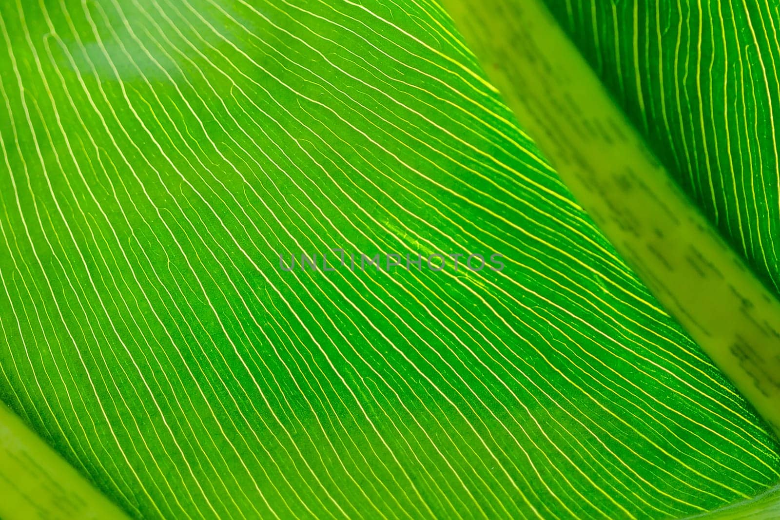 The back of green leaves with beautiful patterns