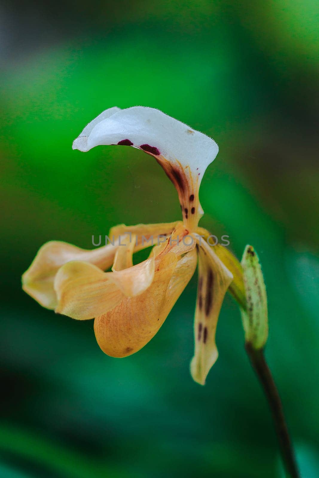 Paphiopedilum gratrixianum is an orchid in the genus Paphiopedilum. by Puripatt