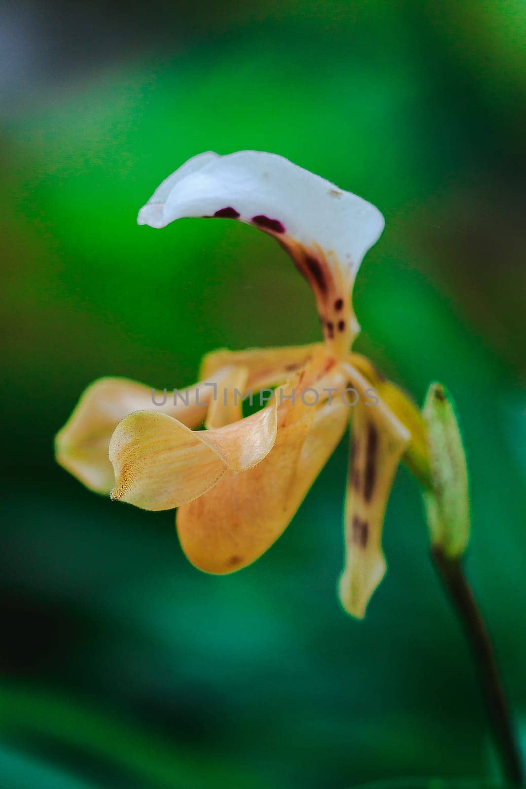 Paphiopedilum gratrixianum is an orchid in the genus Paphiopedilum. by Puripatt