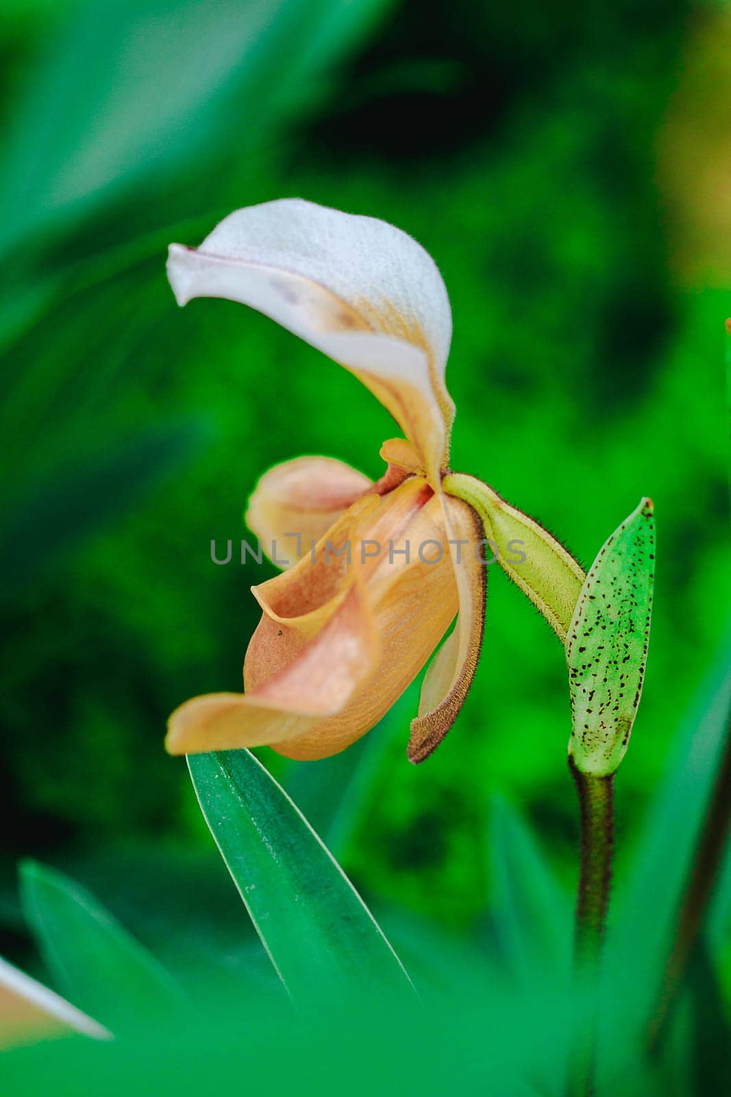 Paphiopedilum gratrixianum is an orchid in the genus Paphiopedilum. Found in Laos by Puripatt