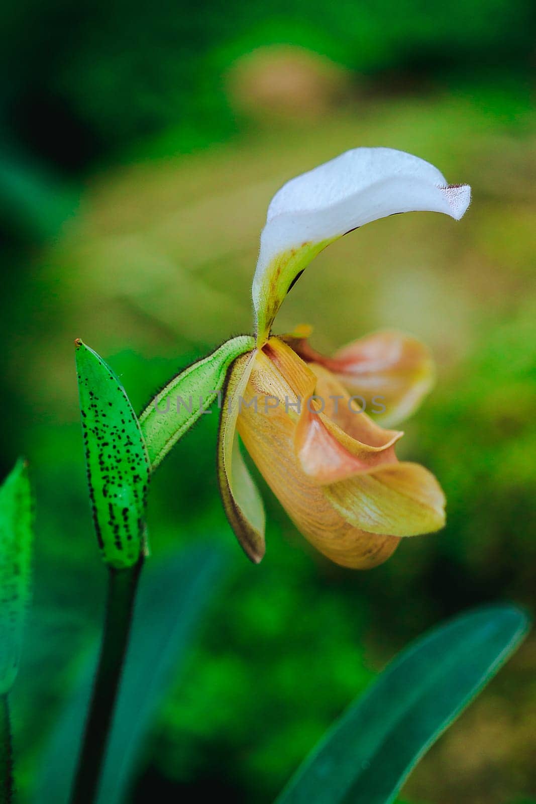 Paphiopedilum gratrixianum is an orchid in the genus Paphiopedilum. Found in Laos