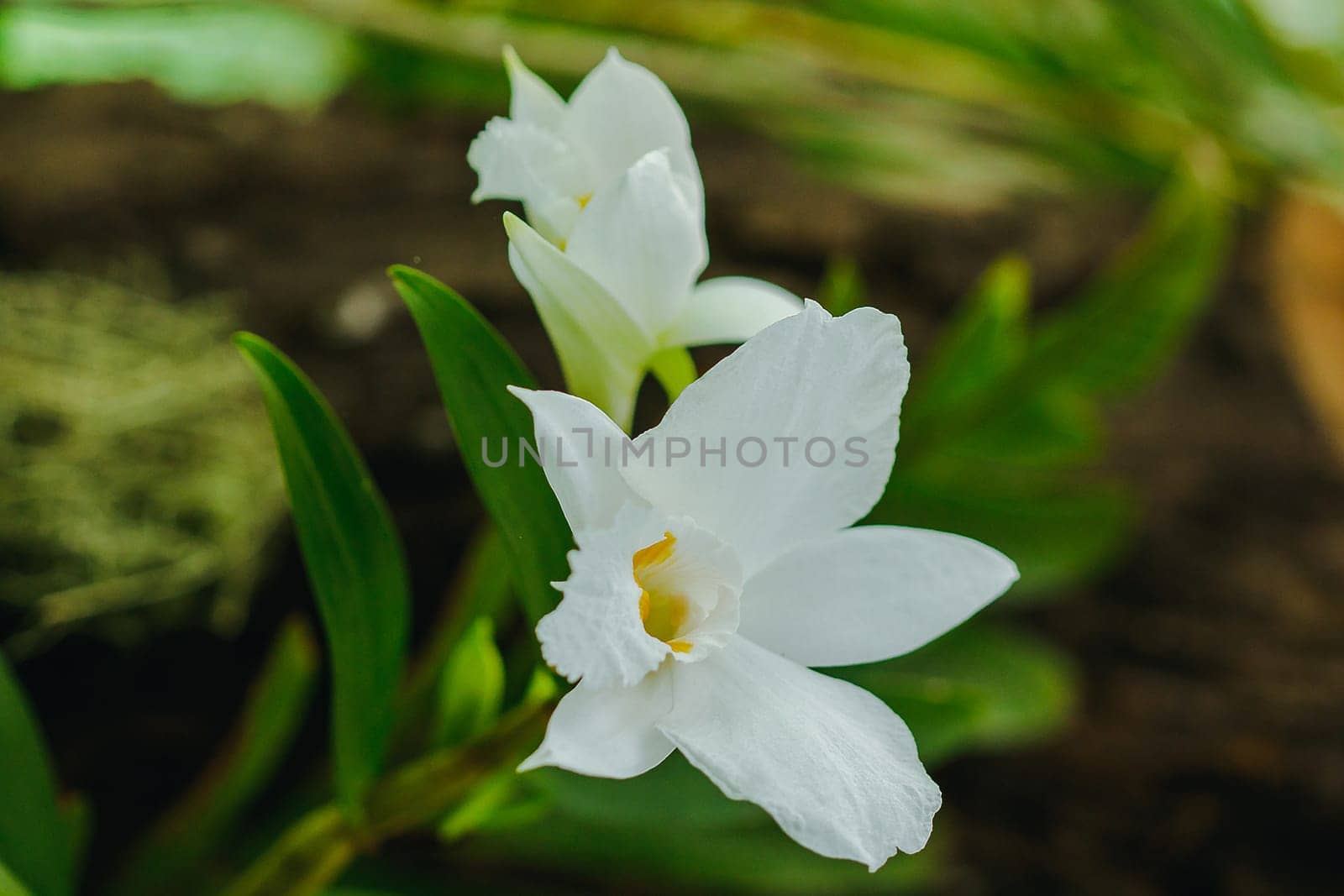 Dendrobium infundibulum fragrant flowers by Puripatt