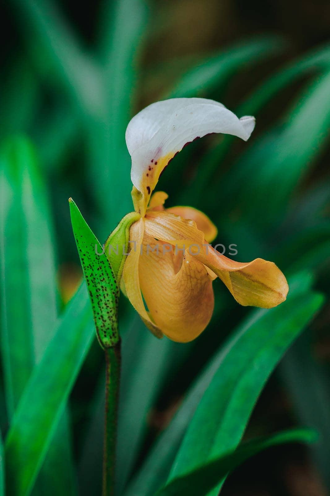 Paphiopedilum gratrixianum is an orchid in the genus Paphiopedilum. Found in Laos by Puripatt