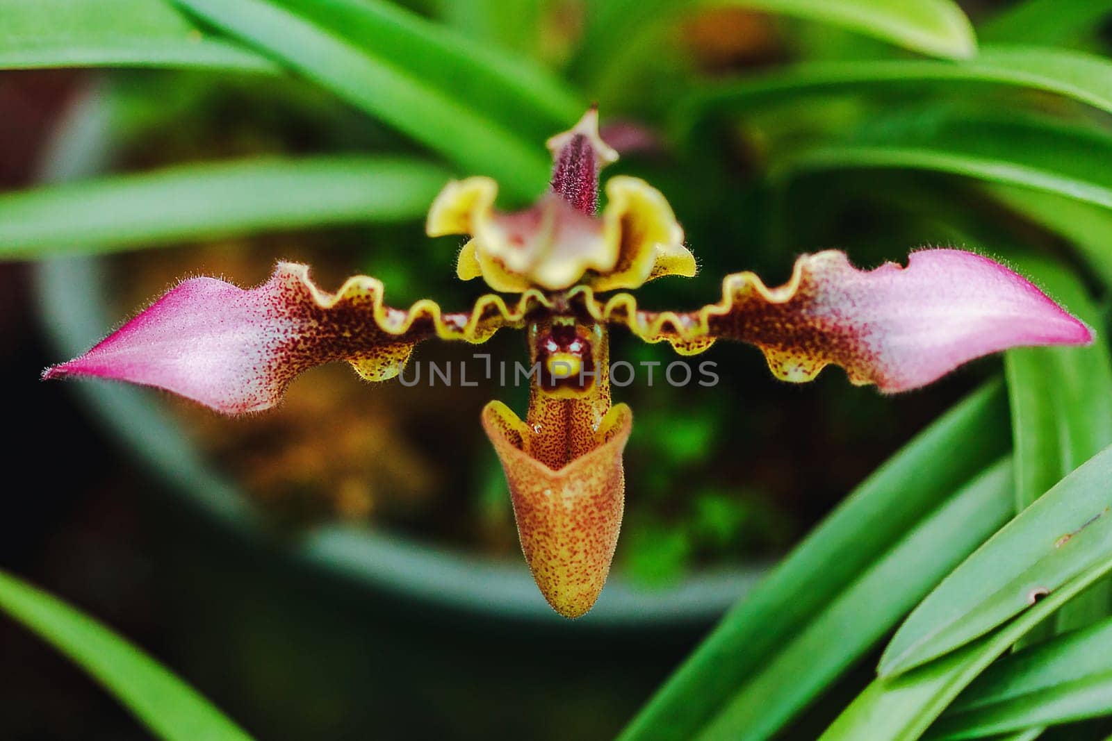 Paphiopedilum hirsutissimum Is a clay orchid Found in the crevices of the rocks or in the shade