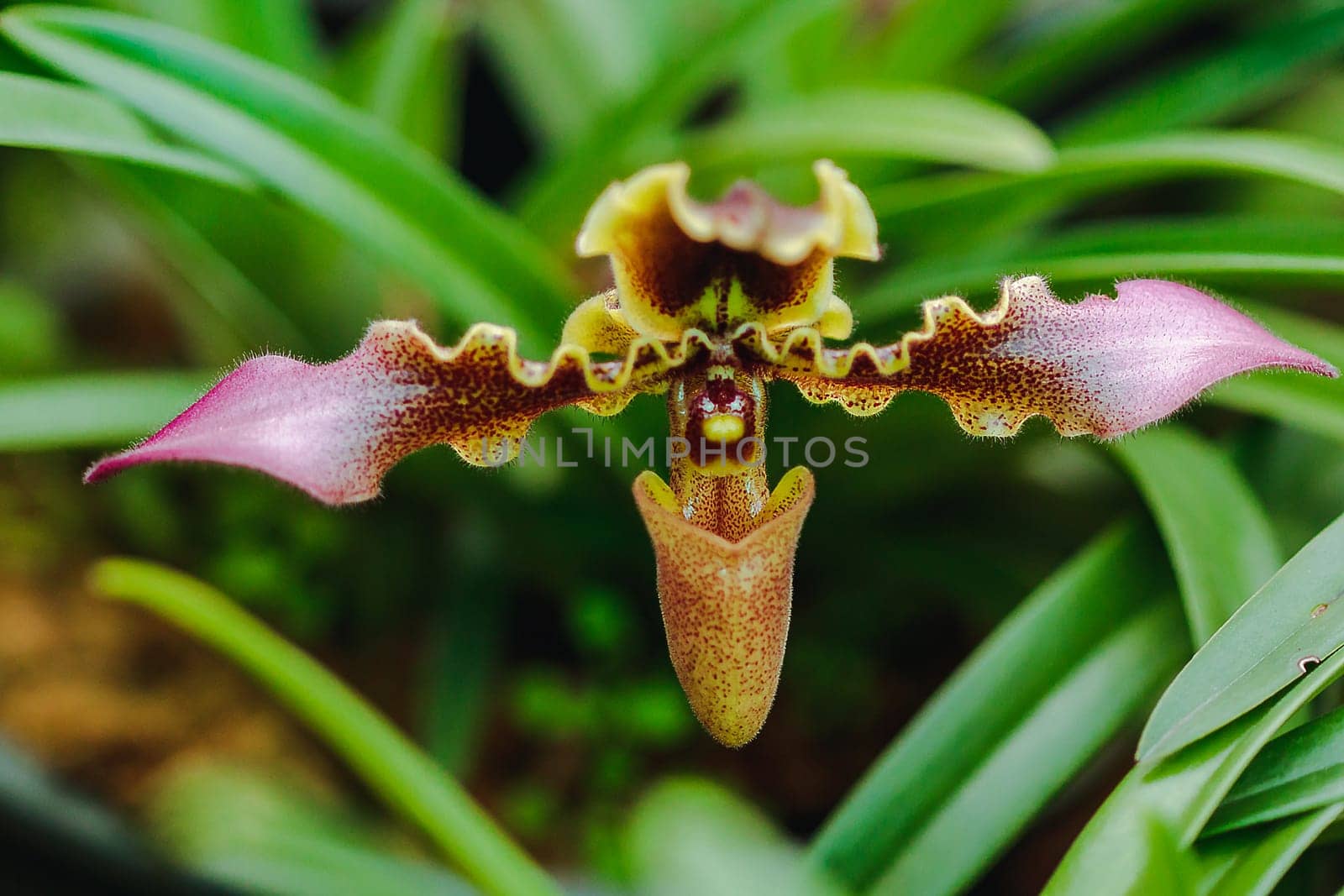 Paphiopedilum hirsutissimum Is a clay orchid by Puripatt
