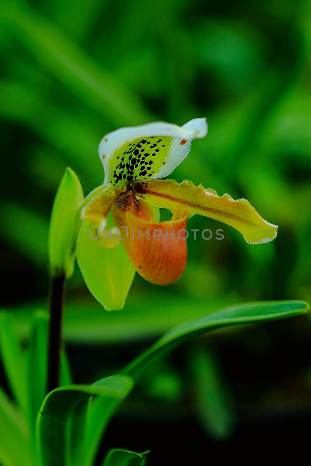 Paphiopedilum gratrixianum is an orchid in the genus Paphiopedilum. Found in Laos by Puripatt