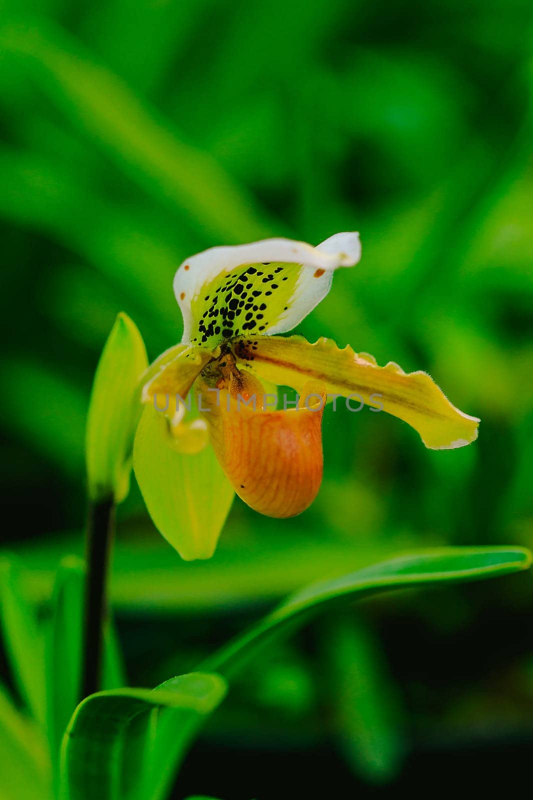 Paphiopedilum gratrixianum is an orchid in the genus Paphiopedilum. Found in Laos