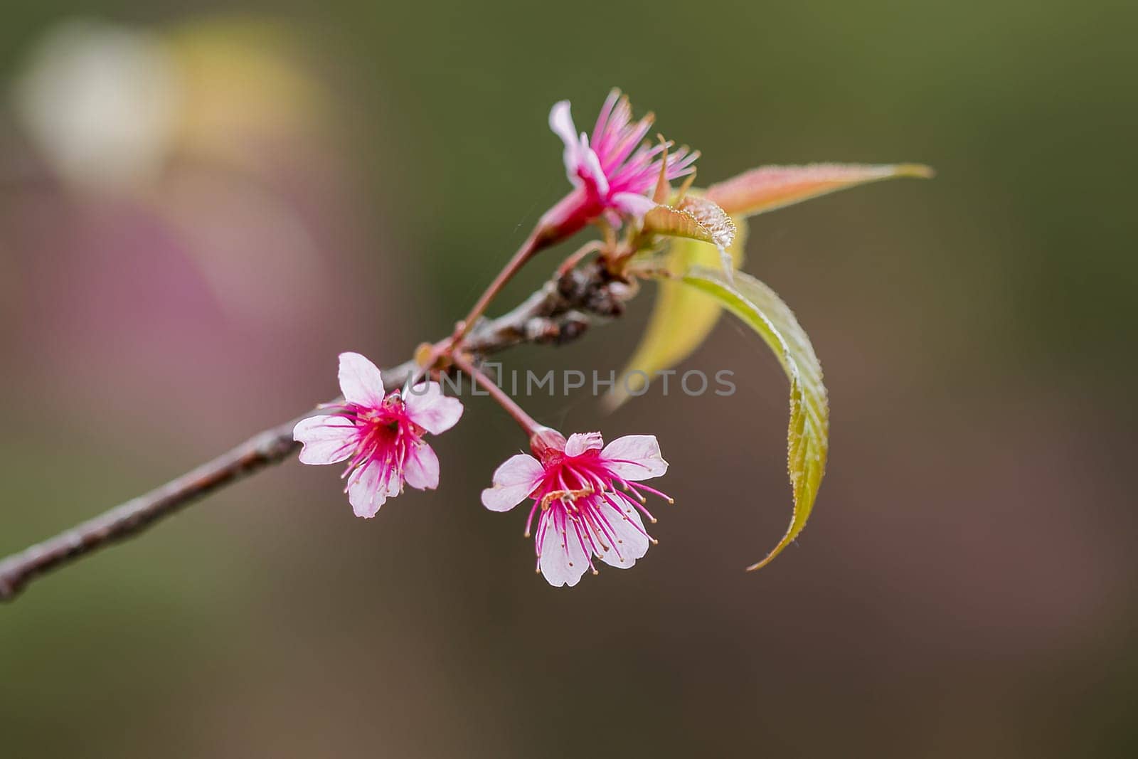 Prunus cerasoides in nature by Puripatt