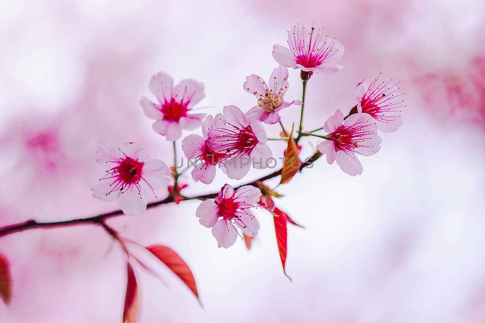 Prunus cerasoides in nature by Puripatt