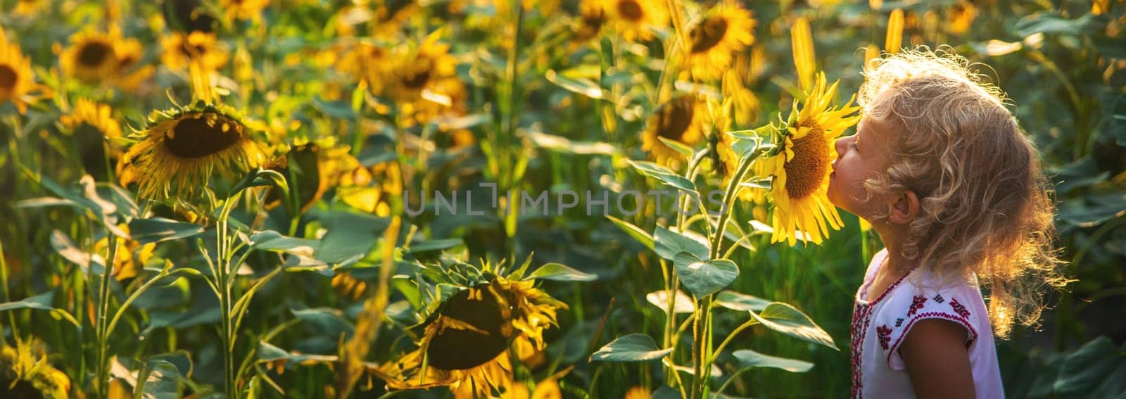 A child in a field of sunflowers Ukraine. Selective focus. by yanadjana