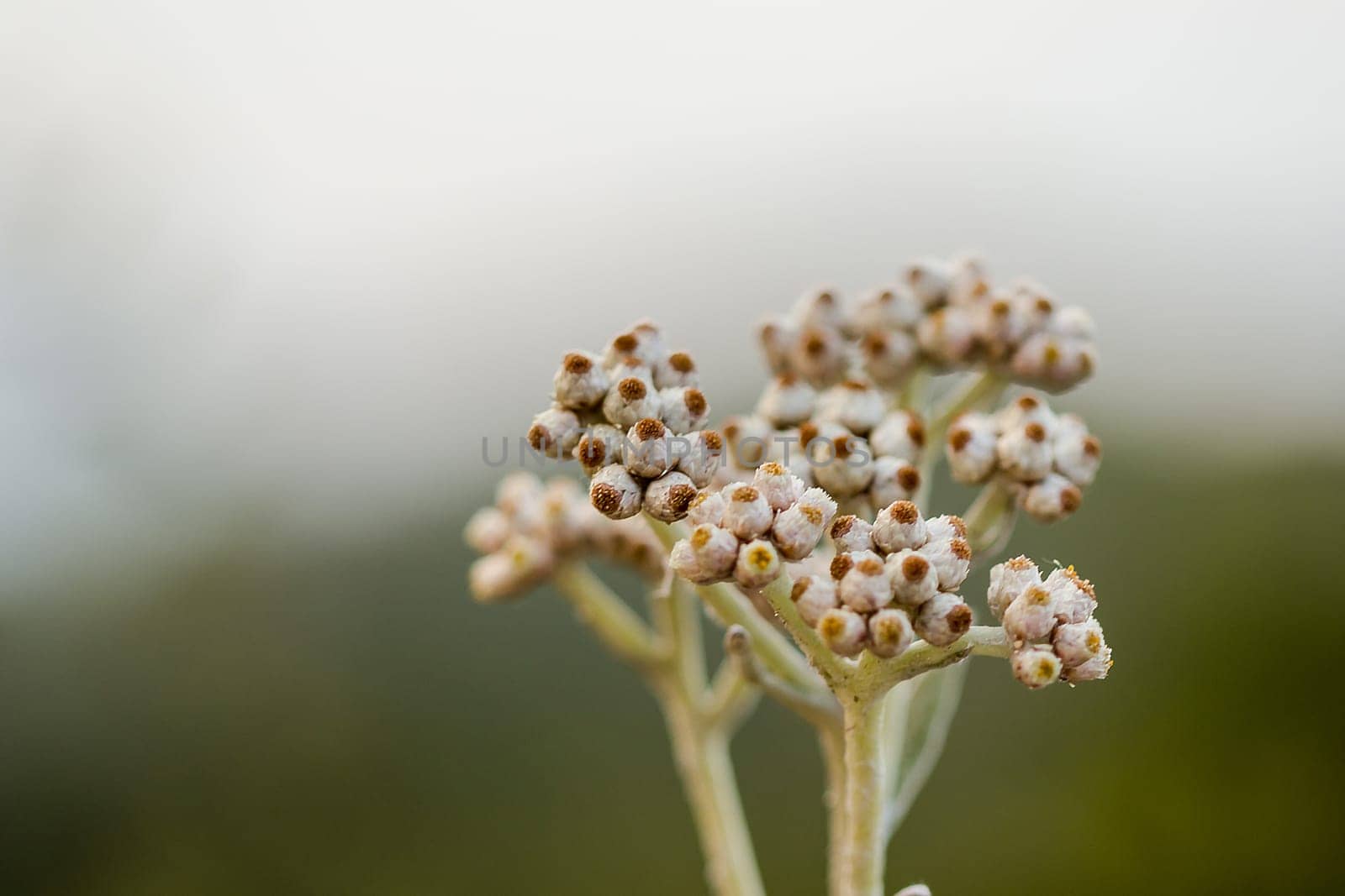 Weeds with white flowers Growing in high mountains