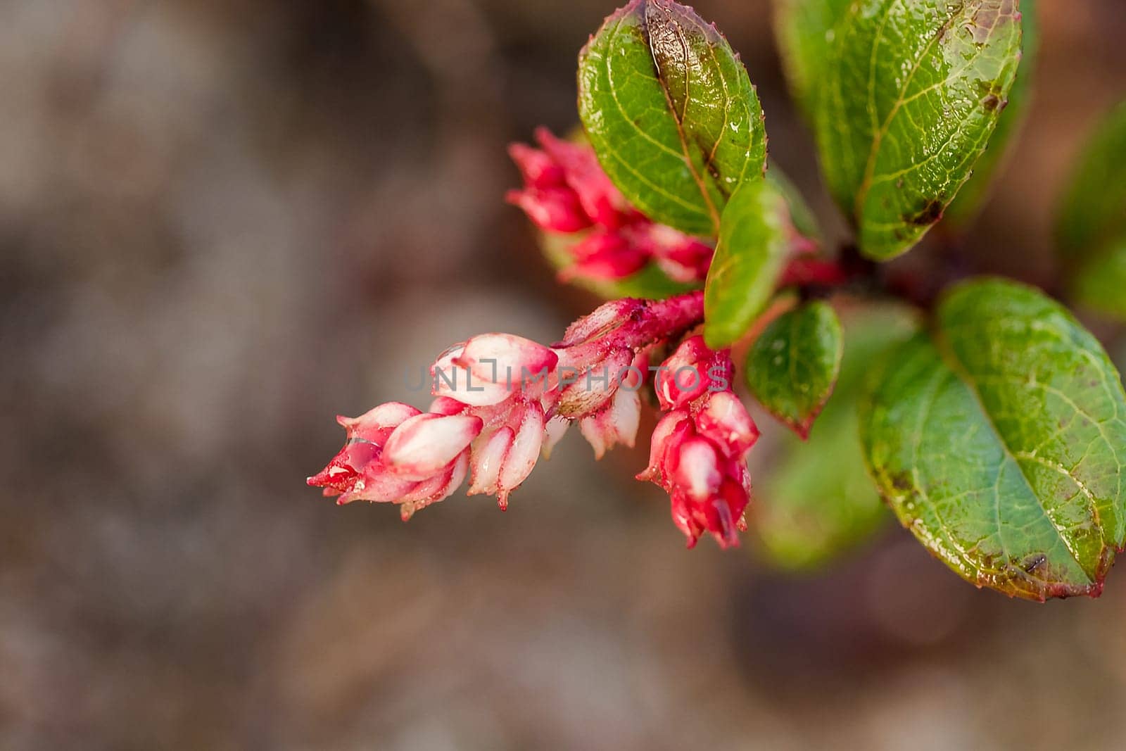 vaccinum eberhardtii dop var is a shrub in the family of Doi Ericaceae Rose family. It is delicious.