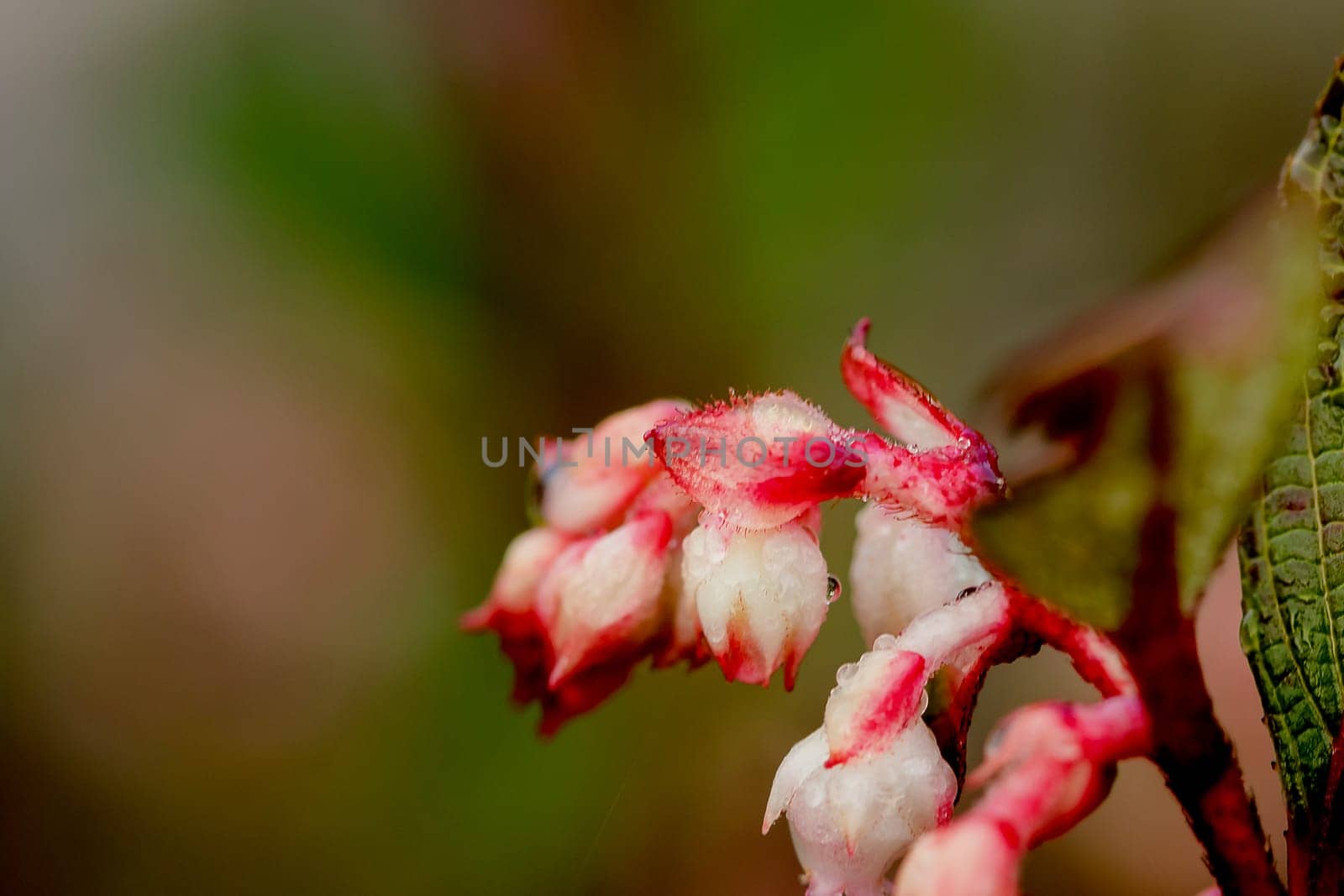 vaccinum eberhardtii dop var is a shrub in the family of Doi Ericaceae Rose family. It is delicious.