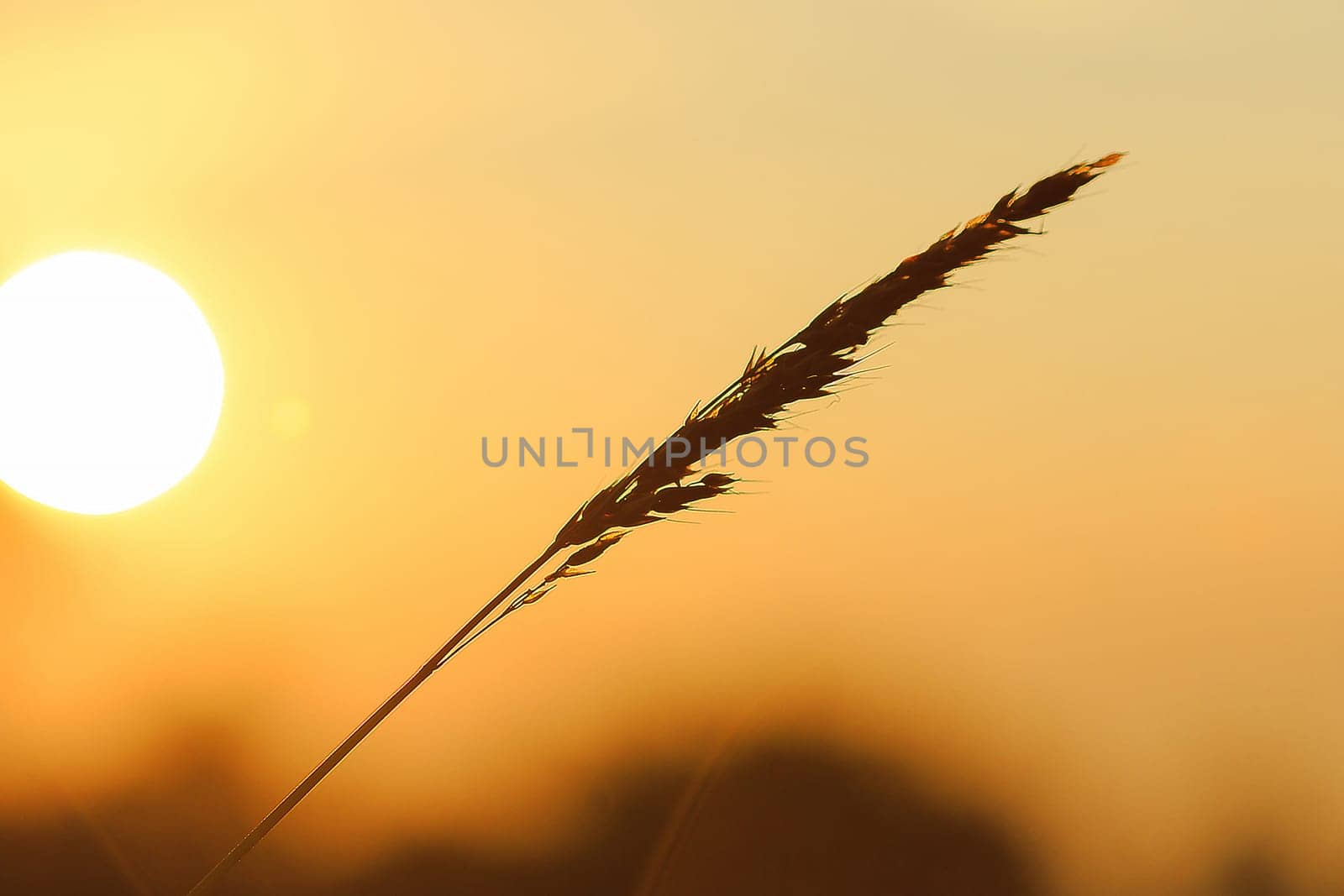 The silhouette of the grass and the sun