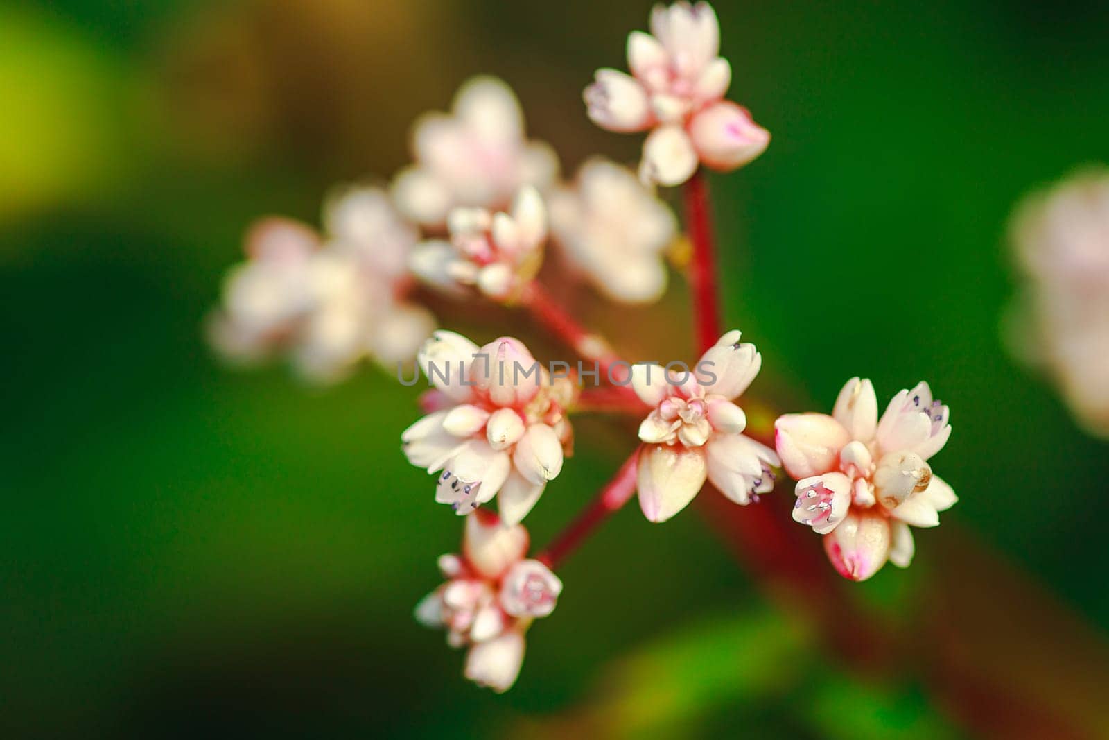 Tiny white flowers Located on Doi Inthanon, Thailand by Puripatt