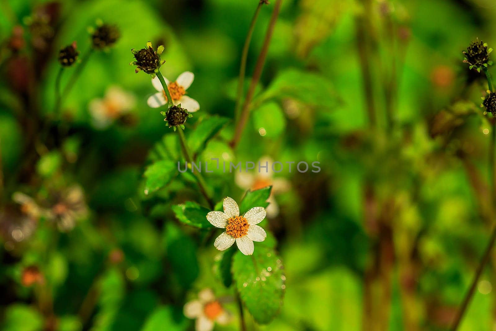 Mexican daisy is a herbaceous plant that grows throughout the year by Puripatt